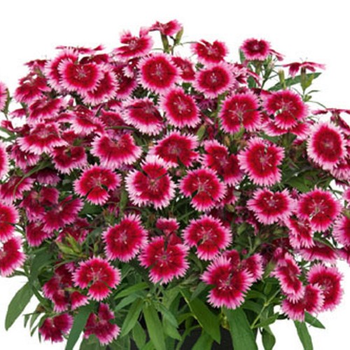 Dianthus 'SUMMER DIAMONDS Little Dark Pink Eye' - Nelk 'SUMMER DIAMONDS Little Dark Pink Eye' P9/0,55L